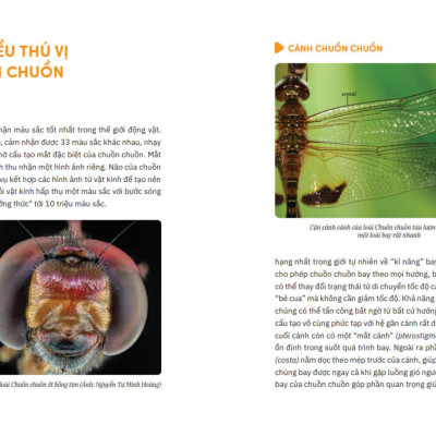 Sách - Muôn Sắc Cánh Chuồn - 150+ Loài Chuồn Chuồn Việt Nam