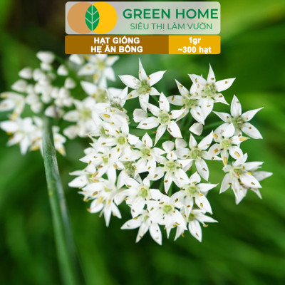 Hạt Giống Hẹ Ăn Bông GreenHome, Gói 1g~300 hạt, Nảy Mầm Đều, Giàu Dinh Dưỡng, Dễ Trồng Quanh Năm G20