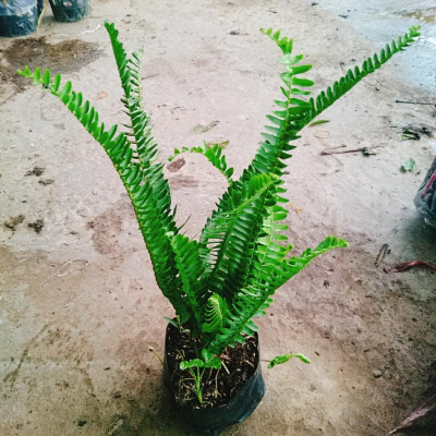 Cây Dương Xỉ - cây cảnh để bàn + tặng phân bón cho cây