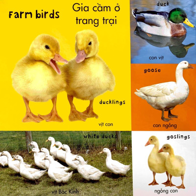 Từ Vựng Đầu Đời Của Bé - 100 Từ Vựng Đầu Tiên Về Trang Trại