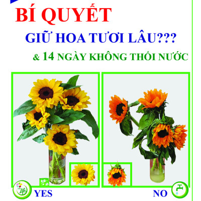 Dưỡng Hoa Lâu tàn nhập khẩu Israel (Combo 50 gói), Hiêu Longlife