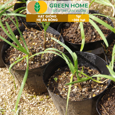 Hạt Giống Hẹ Ăn Bông GreenHome, Gói 1g~300 hạt, Nảy Mầm Đều, Giàu Dinh Dưỡng, Dễ Trồng Quanh Năm G20