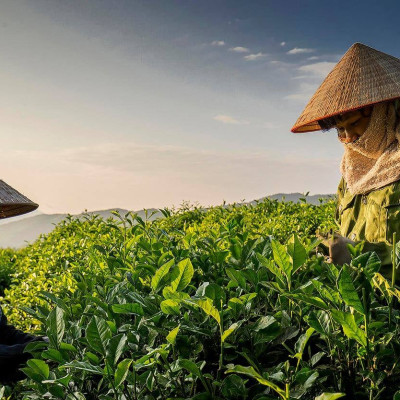 Combo 2 hộp trà tân cương long đình (500 g/hộp)