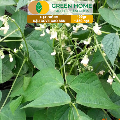 Hạt Giống Đậu Cove GreenHome, GÓI 100GR , Dễ Trồng, Nảy Mầm Cao, Thu Hoạch Nhanh, Năng Suất T45