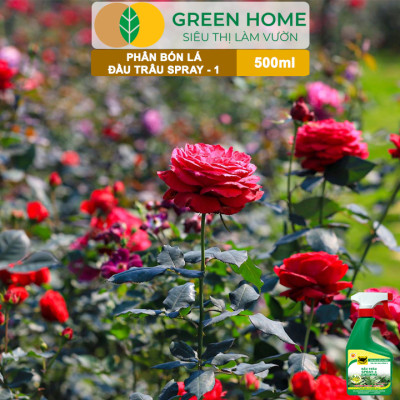 Phân Bón Lá Đầu Trâu Spray-1 Greenhome, Bình Điền, Chai 500ml, Nảy Chồi Ra Lá, Chuyên Lan Và Hoa Kiểng
