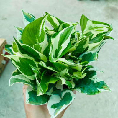 trầu bà cẩm thạch , trầu bà sữa cây thuỷ sinh và cây đất