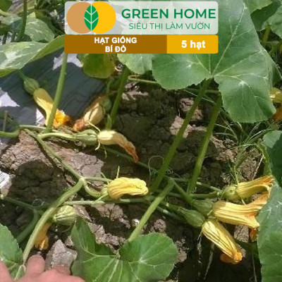 Hạt Giống Bí Đỏ Greenhome, Gói 5 Hạt, Dễ Trồng, Nảy Mầm Cao, Thu Hoạch Nhanh, Năng Suất Cao T03