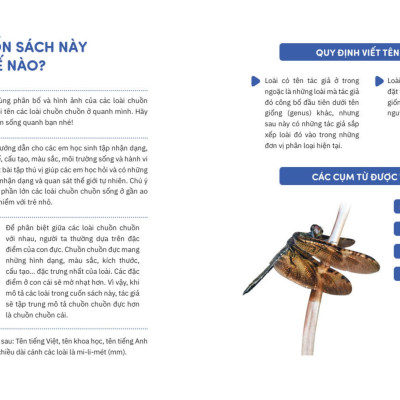 Sách - Muôn Sắc Cánh Chuồn - 150+ Loài Chuồn Chuồn Việt Nam