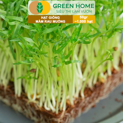 Hạt Giống Mầm Rau Muống Greenhome, Gói 50g~1000 hạt, Dễ Trồng Quanh Năm, Nảy Mầm Cao, Thu Hoạch Nhanh, Năng Suất Cao R14
