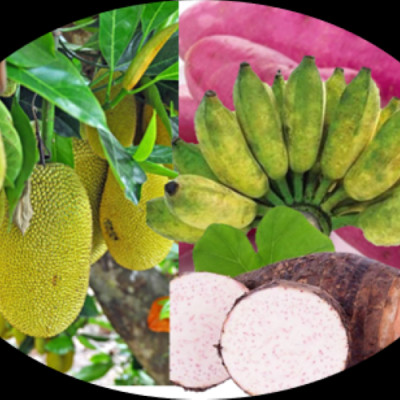 Trái Cây Sấy Chân Không (Mixed Fruit Chips), Giòn Xốp Tự Nhiên – BAVIFOOD, Khối Lượng: 1 kg (thùng = 10 gói x 100 grs/gói) – Premium