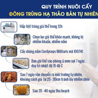 Đông Trùng Hạ Thảo Sấy Thăng Hoa Cao Cấp (hũ 12 gram) - Thiên Hương Phát Đà Lạt
