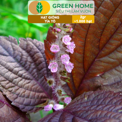 Hạt Giống Rau Tía Tô Greenhome, Gói 2gr, Dễ Trồng Quanh Năm, Nảy Mầm Cao, Thu Hoạch Nhanh, Năng Suất Cao G05