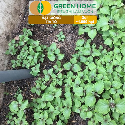 Hạt Giống Rau Tía Tô Greenhome, Gói 2gr, Dễ Trồng Quanh Năm, Nảy Mầm Cao, Thu Hoạch Nhanh, Năng Suất Cao G05