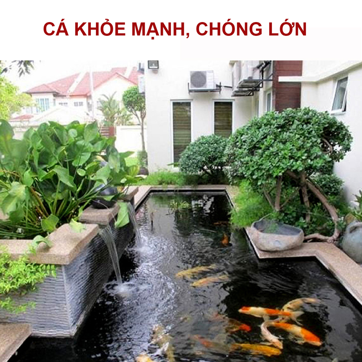 Vi Sinh hồ cá PSB 500ML 3IN1: trong nước, bổ sung VITAMIN, ổn định PH cho bể cá, hồ cá cảnh