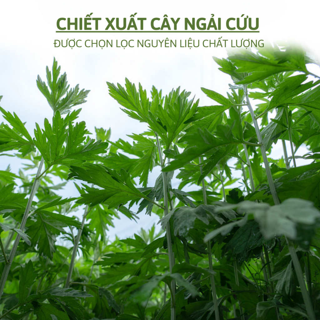 Hộp 12 Miếng Dán Ngải Cứu Vai Gáy Giảm Đau Cổ Vai Gáy, Thải Độc - Miếng Dán Vai Gáy Đông Y Thảo Dược Giảm Đau Lưng, Thoái Hóa Cột Sống - Hộp 12 Miếng Dán Tiện Lợi