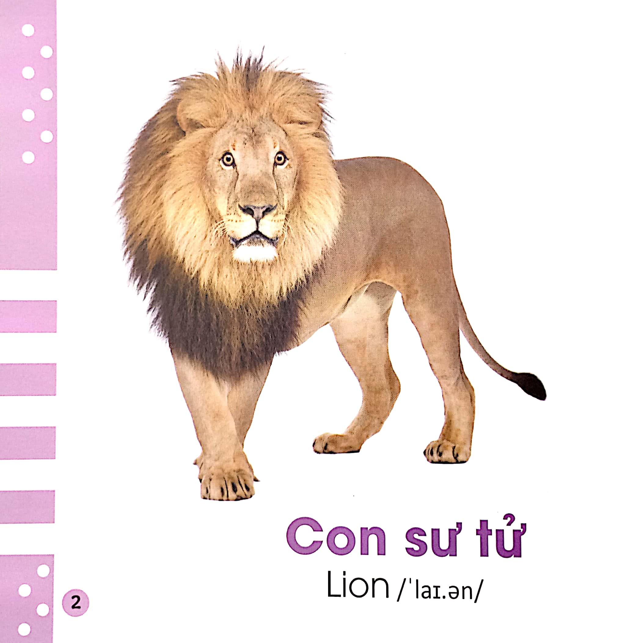 Từ Điển Bằng Hình Cho Bé - Các Loài Động Vật - Animals