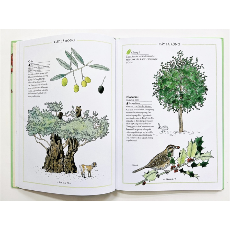 Bách khoa thư cho cả nhà - Thế giới cây cối bằng tranh
