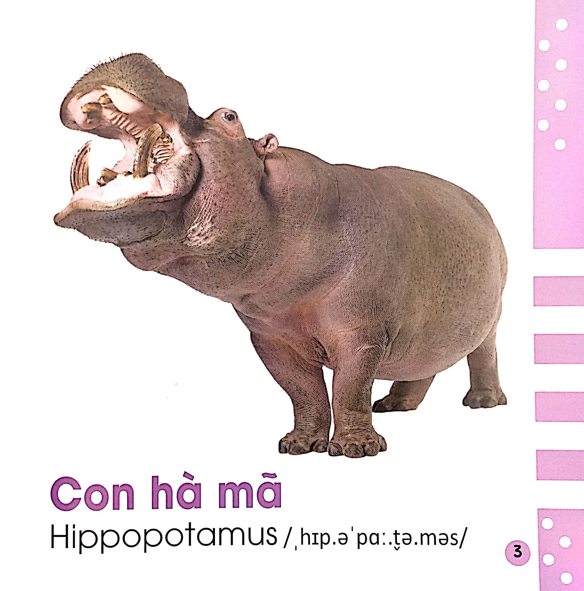 Từ Điển Bằng Hình Cho Bé - Các Loài Động Vật - Animals