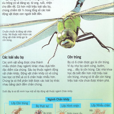 Bách Khoa Tri Thức Về Khám Phá Thế Giới Cho Trẻ Em - Các Loài Sâu Bọ (Tái Bản)