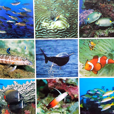 Gõ Cửa Thiên Nhiên Bài Ca Biển Cả: Học Đếm_The Song From The Sea