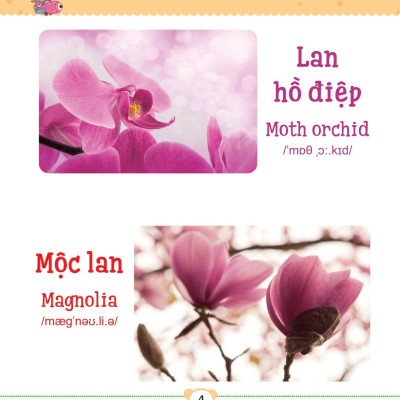 Từ Điển Bằng Tranh Dành Cho Trẻ Em - Các Loài Hoa