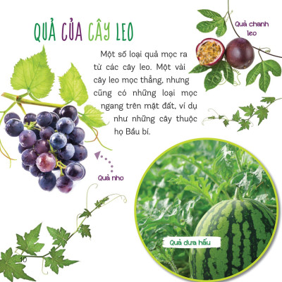 Healthy Eating - Ăn Uống Lành Mạnh - Hoa Quả