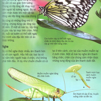Bách Khoa Tri Thức Về Khám Phá Thế Giới Cho Trẻ Em - Các Loài Sâu Bọ (Tái Bản)
