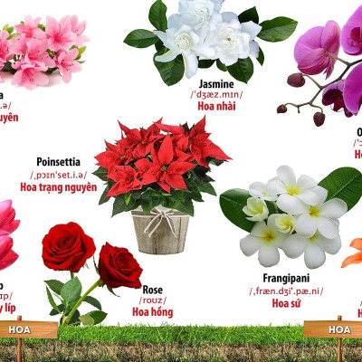 Từ Điển Bằng Hình - Song Ngữ Anh-Việt - Hoa, Quả, Rau, Củ
