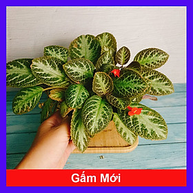 Cây lá gấm giống mới - cây cảnh để bàn + tặng phân bón cho cây