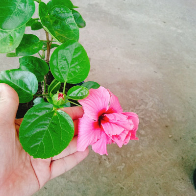 Cây Hoa Dâm Bụt Hồng - cây cảnh vườn + Tặng phân bón cho cây mau lớn