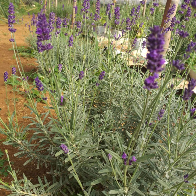 Tinh dầu Oải Hương (Lavender) 50ml Mộc Mây - tinh dầu nguyên chất 100% từ thiên nhiên - chất lượng và mùi hương vượt trội