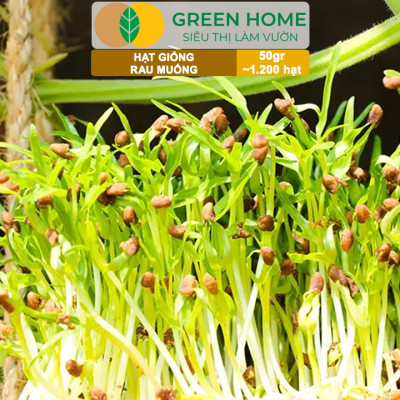 Hạt giống rau Muống cao sản, gói 50g~1200 hạt, dễ trồng, thu hoạch nhanh R09