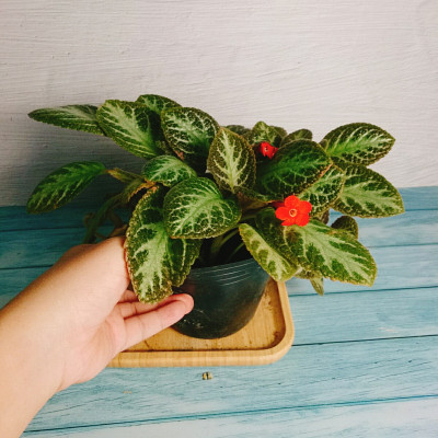 Cây lá gấm giống mới - cây cảnh để bàn + tặng phân bón cho cây
