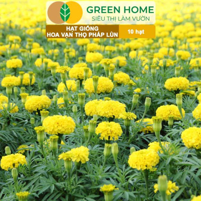 Hạt Giống Hoa Vạn Thọ Pháp Lùn F1 Vàng Chanh GreenHome, Gói 10 hạt, Dễ Trồng Quanh Năm, Trồng Chậu H19