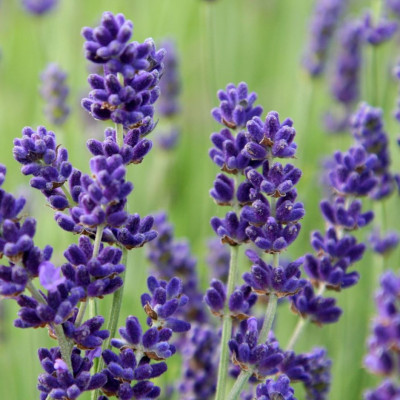 Tinh dầu Oải Hương ( Lavender) 100ml Mộc Mây - tinh dầu nguyên chất 100% từ thiên nhiên - chất lượng và mùi hương vượt trội