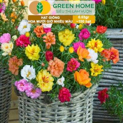Hạt Giống Hoa Mười Giờ Greenhome, Gói 0,03gr~150 hạt, Sai Hoa, Màu Rực Rỡ, Dễ Trồng Quanh Năm, Nảy Mầm H08