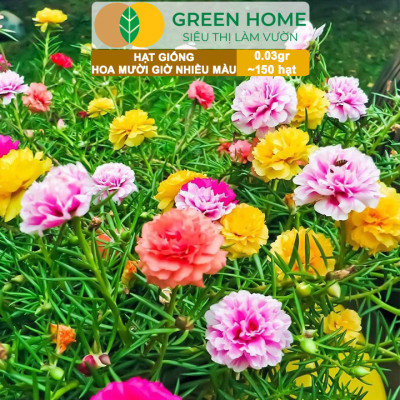 Hạt Giống Hoa Mười Giờ Greenhome, Gói 0,03gr~150 hạt, Sai Hoa, Màu Rực Rỡ, Dễ Trồng Quanh Năm, Nảy Mầm H08