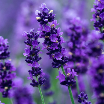 Tinh dầu Oải Hương ( Lavender) 100ml Mộc Mây - tinh dầu nguyên chất 100% từ thiên nhiên - chất lượng và mùi hương vượt trội