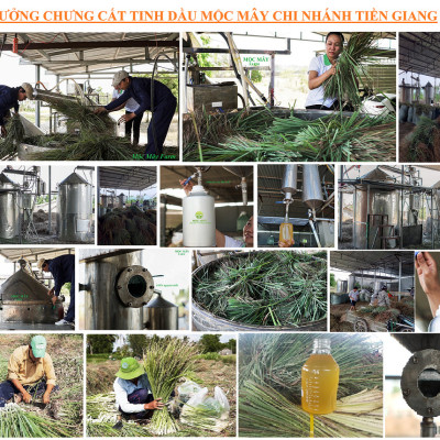 Tinh dầu Sả Chanh Organic 50ml Mộc Mây - tinh dầu nguyên chất từ thiên nhiên - Có kiểm định Bộ Y Tế, chất lượng và mùi hương vượt trội