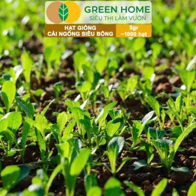 Hạt Giống Cải Ngồng Siêu Bông Huge GreenHome, Gói 5gr~1000 hạt, Dễ Trồng Quanh Năm, Thân Mập R25