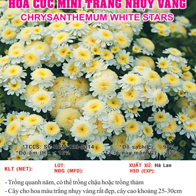 Hạt giống hoa Cúc Mini Trắng Nhụy Vàng VTS165
