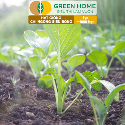 Hạt Giống Cải Ngồng Siêu Bông Huge GreenHome, Gói 5gr~1000 hạt, Dễ Trồng Quanh Năm, Thân Mập R25