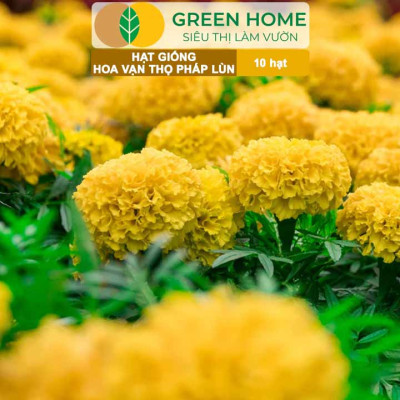 Hạt Giống Hoa Vạn Thọ Pháp Lùn F1 Vàng Chanh GreenHome, Gói 10 hạt, Dễ Trồng Quanh Năm, Trồng Chậu H19