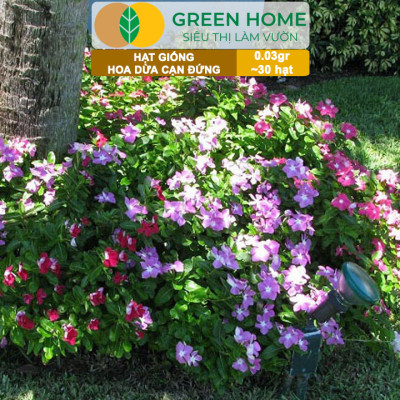 Hạt Giống Hoa Dừa Cạn Greenhome, Gói 0,03gr~30 hạt, Sai Hoa, Màu Rực Rỡ, Dễ Trồng Quanh Năm,Nảy Mầm Cao H09