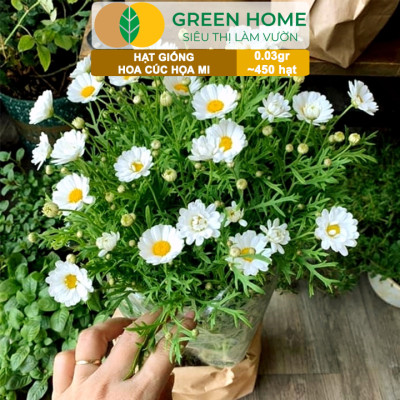 Hạt Giống Cúc Hoạ Mi Greenhome, Gói 0,03gr~450 hạt, Dễ Trồng Quanh Năm, Hoa Trắng, Nhuỵ Vàng H04