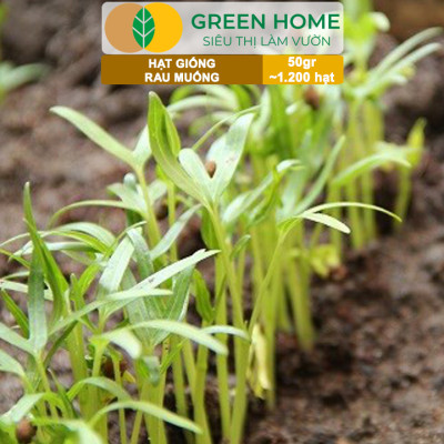 Hạt giống rau Muống cao sản, gói 50g~1200 hạt, dễ trồng, thu hoạch nhanh R09