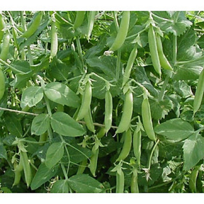 Hạt giống đậu Hà Lan gói 20g VTS024