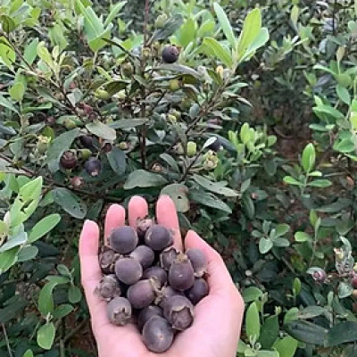 quả sim phơi khô túi 1 kg