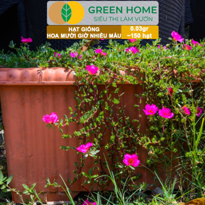 Hạt Giống Hoa Mười Giờ Greenhome, Gói 0,03gr~150 hạt, Sai Hoa, Màu Rực Rỡ, Dễ Trồng Quanh Năm, Nảy Mầm H08