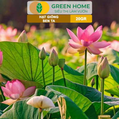 Hạt Giống Hoa Sen Ta GreenHome, Gói 20 Gram, Dễ Trồng, Nảy Mầm Tốt, Bông To, Lá Dày H10